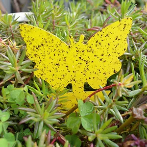 低成本粘虫纸双面昆虫黄色粘虫诱捕器棒飞蝇纸