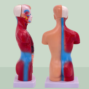 28Cm Torso Manusia Model Tubuh Anatomi Jantung Otak Kerangka Medis Organ Dalam Perlengkapan Pembelajaran Mengajar - Product Image 6