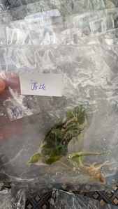 Groothandel verse gekweekte Alocasia Nobilis roze K-versie gemengde bloemen met lange houdbaarheid - Product Image 2