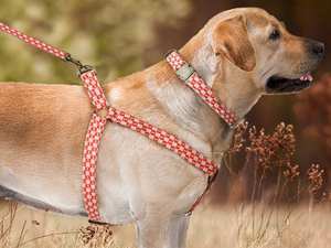 Harnais personnalisé, cuir et laisse ensemble, tribal aztèque, concepteur de motifs, harnais pour chien réglable - Product Image 2