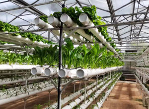 हाइड्रोपोनिक 6 इंच व्यास पीवीसी पाइप स्ट्रॉबेरी रोपण gutters NFT हाइड्रोपोनिक पाइप - Product Image 4