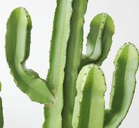 Plante Artificielle Succulente à Faible MOQ, Décoration Végétale Créative pour la Maison, Cactus Artificiel Petit Format pour Aménagement Paysager