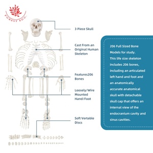 El esqueleto humano es una gran opción <span class=keywords><strong>para</strong></span> que el médico estudiante estudie el modelo de hueso desarticulado de cuerpo entero con vértebras y discos - Product Image 6