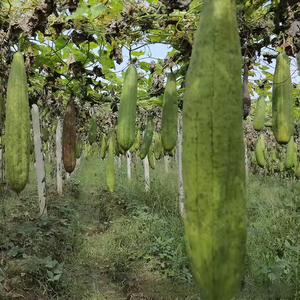 Éponge à vaisselle en loofah 100% naturelle et biologique, de haute qualité, à mailles souples, lavable au lave-vaisselle, vente en gros - Product Image 4
