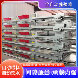 Cage à poulets en acier inoxydable de type H à alimentation automatique Shandong Changhong Machinery pour l'élevage avicole - Product Image 5