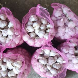 Produttori di aglio fresco normale aglio bianco in confezione sfusa - Product Image 4