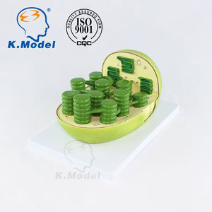 Modelo Educativo de Biología KS-C3 de Cloroplasto para Estudiantes - Product Image 2