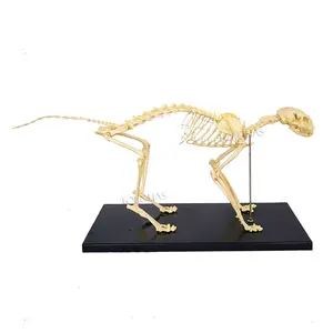 LHN070 Medizinische Wissenschaft Pädagogische Katze Knochen Haustier Anatomie Katze Skelett Modell für den Unterricht