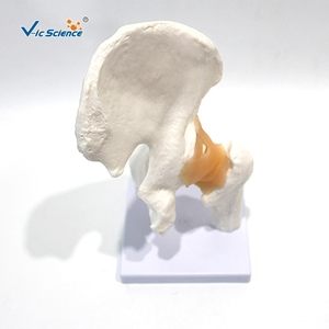 Giải phẫu manikin của <span class=keywords><strong>hip</strong></span> Doanh con người Mô hình bộ xương cho khoa học Y Tế & Đào Tạo Viện trợ đầu tiên - Product Image 4