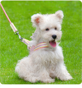 C027 Livraison Rapide Harnais pour Chien Personnalisé en Dentelle, Ensemble 4 Couleurs, Haute Qualité, Mignon, Forme en Y, Laisse Élégante pour Chien - Product Image 6