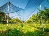 Zwarte Anti Hagelnet Landbouw Boom Bescherming Anti Hagel Net Porselein Maat Anti Hagelnet