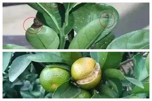 Fertilizante Líquido Orgánico Agrinorm 100% Soluble en Agua con Calcio y Boro para Prevenir la Rotura de Cítricos - Product Image 4