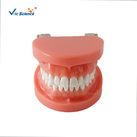 Modelo Dental de 28 Dientes Removibles con Encía Dura, Articulador FE para Entrenamiento de Dentistas, Cirugía Oral, CE ISO ROHS CNAS