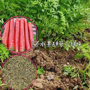 Semis de carottes nutritifs, idéaux pour la décoration des jardins fleuris et des cours, choix idéal pour le jardinage à domicile - Product Image 2