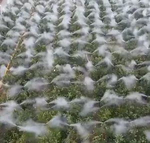 Mesin kabut tekanan tinggi, mesin kabut pendingin, sistem dosis Orchard, Pelembab udara, sistem kabut