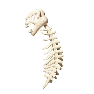 Gorro de Peluche con Forma de Esqueleto de Dinosaurio, 75cm/115cm, Regalo para Fiesta de Halloween, Varios Colores Disponibles, Directo de Fábrica - Product Image 1