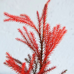 Bảo Quản Tán Lá Lycopodium Japonicum Bán Buôn Phòng Văn Phòng Bàn Trang Trí Vase Filler Bất Natura Chi Nhánh Cây Thông - Product Image 6