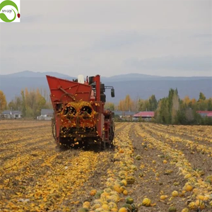 Prezzo accessibile deliziosi chicchi di zucca cina verde a basso prezzo semi di zucca chicchi - Product Image 4