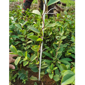 แท่งไฟเบอร์กลาสรองรับการทำสวน - Product Image 6