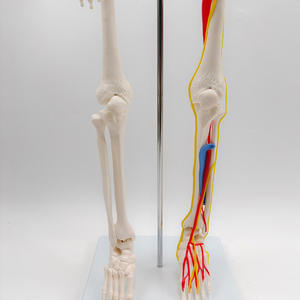 Modelo de Esqueleto Humano de 85 cm con Nervios, Venas y Arterias, Cráneo Extraíble, Mandíbula Móvil, Incluye Soporte para Enseñanza Médica - Product Image 5