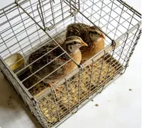 Cage à cailles robuste en fil galvanisé avec plateau amovible, système de collecte d'œufs automatique et niveaux personnalisables pour un nettoyage facile