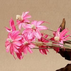 Fleurs d'Althéa séchées en gros, fleurs d'hibiscus séchées naturelles pour la décoration intérieure - Product Image 6
