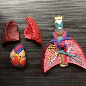 แบบจำลองกายวิภาคปอดส่วนล่าง แบบจำลองการสอนทางการแพทย์ ผลิตโดยผู้ผลิตแบบจำลองทางกายวิภาค - Product Image 4