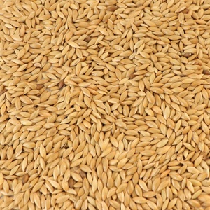 מזון ציפורים בתפזורת ללא GMO זרעים מיובשים זרעי קנריות לציפורים - Product Image 4