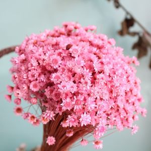 Gran oferta, Margarita Natural seca, Mini estrella, <span class=keywords><strong>flor</strong></span> seca, <span class=keywords><strong>queso</strong></span>, Margarita, <span class=keywords><strong>flor</strong></span> <span class=keywords><strong>de</strong></span> Margarita seca brasileña - Product Image 2