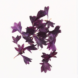 Naturale vero essiccato <span class=keywords><strong>fiordaliso</strong></span> pressato <span class=keywords><strong>fiori</strong></span> <span class=keywords><strong>fiori</strong></span> <span class=keywords><strong>fiori</strong></span> <span class=keywords><strong>fiori</strong></span> secchi Centaurea Cyanus per <span class=keywords><strong>fiori</strong></span> epossidici - Product Image 6