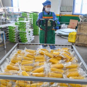 Délicieux maïs glutineux sucré de Chine, la <span class=keywords><strong>capitale</strong></span> du maïs, en vrac, 100% naturel, pour un plaisir immédiat. Maïs sucré surgelé - Product Image 4