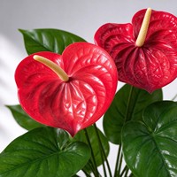 Penjualan Langsung Pabrik Bunga Simulasi 18 Anthurium Tanaman Hijau Pot Plastik Dekorasi Bunga Simulasi Tanaman