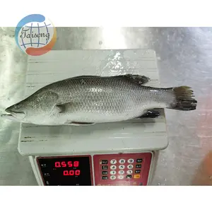 冷凍魚冷凍丸ごとバラマンディ冷凍パイクパーチ/シーバス/バラマンディ魚