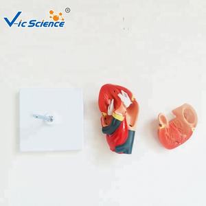 Lebensgroßes menschliches Körper-Herz-Split-Herz-Modell, das medizinisches Bildungs modell für Studenten unterrichtet - Product Image 6