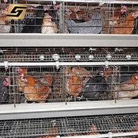 Cages de ponte de type A pour poulets de chair, poulaillers pour poules pondeuses, équipement d'élevage de poulets