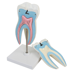 Tiêu Chuẩn Răng Nhân Tạo Mở Rộng Mô Hình Răng Tự Nhiên Cho Sinh Viên Thực Hành - Product Image 4