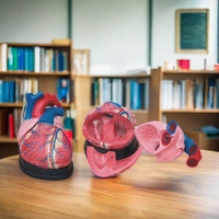 Modelo de Esqueleto Humano Realista de PVC Jumbo DARHMMY, Duradero, para Enseñanza de Ciencias Médicas y Anatomía