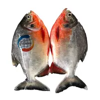 Ikan Pomfret Merah Beku Tiongkok/Pacu Merah (Kolosoma Brachydomum)