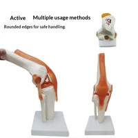 Modèle anatomique de pied articulé grandeur nature Maxcare MAC-YJ65 de haute qualité pour la formation en sciences médicales, fabriqué en PLA