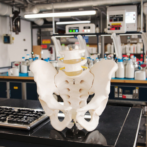 Xương người khoa học y tế Kích thước cuộc sống của xương chậu của con người với 2 chiếc đốt sống thắt lưng cho mô hình nghiên cứu giáo dục khoa học y tế - Product Image 2