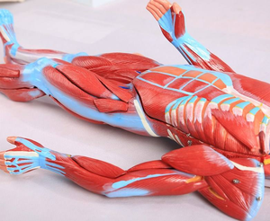 चिकित्सा संसाधन कॉलेज 80cm27 भाग मानव मांसपेशी और अंग चिकित्सा शिक्षण प्रयोगात्मक मॉडल - Product Image 3