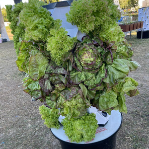 การปลูกพืชในร่มแบบแนวตั้งด้วยระบบ Aeroponic พร้อมไฟ LED สำหรับมะเขือเทศและ<span class=keywords><strong>แตงกวา</strong></span> - Product Image 5