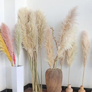 <span class=keywords><strong>Erba</strong></span> della Pampa Naturale Essiccata, Fiori Secchi Grandi e Veri per Decorazioni Interne, Vendita all'Ingrosso - Product Image 2