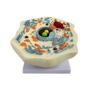 Modèle anatomique de cellule végétale pour l'enseignement en collège et la <span class=keywords><strong>recherche</strong></span> scientifique - Product Image 4