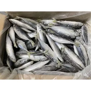 Round Scad Frozen Small Eye Round Scad Suppliers Round Scad Fish Frozen Seafood