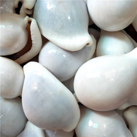 Coquillages de Cauris Blancs Naturels en Gros, Petits, Purs, pour Décoration Nautique DIY