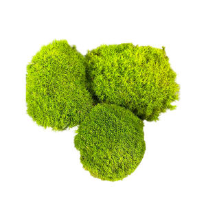 Naturel Réel Préservé Chignon Mousse Pôle Mousse Leucobryum Glaucum pour DIY Art Mousse Panneau - Product Image 2