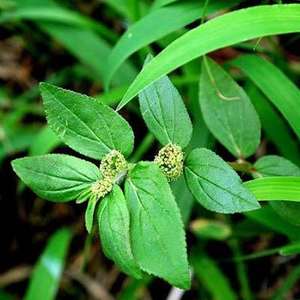 工場供給ガーデンエルフォルビアハーブエキスパウダートップグレードユーフォルビアヒルタエキス - Product Image 3