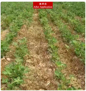 Haloxyfop-P-Methyl 28% ME <span class=keywords><strong>Herbicida</strong></span> Agrícola <span class=keywords><strong>Selectivo</strong></span> para Malezas Anuales de Raíz y Hoja en Campos de Patatas y Soja - Product Image 3