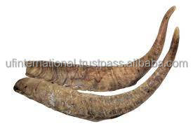 Cuerno de cabra auténtico para decoración Natural, producto de alta calidad y color natural, hecho a mano, Internacional - Product Image 3